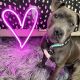 LED NEON Hart